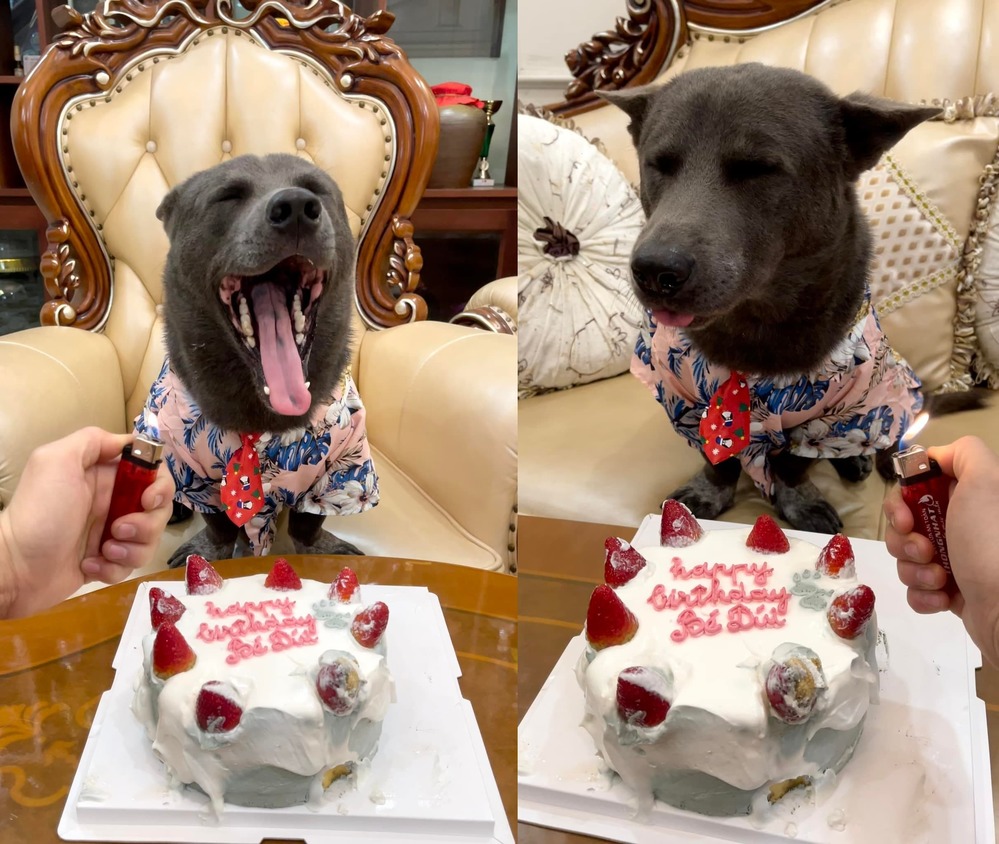 Nguyễn Dúi’s Funny Birthday Looks After 2 Years Online 3 Though grown up, Dúi’s expressive charm hasn’t faded.