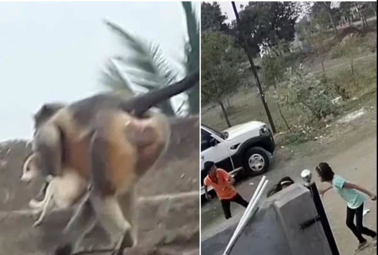 Monkeys capturing puppies