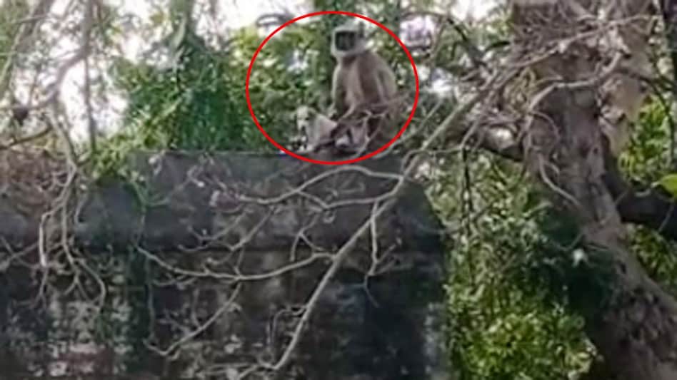 Locals affected by monkey attacks