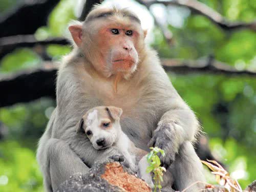 Monkeys and dogs conflict in Majalgaon