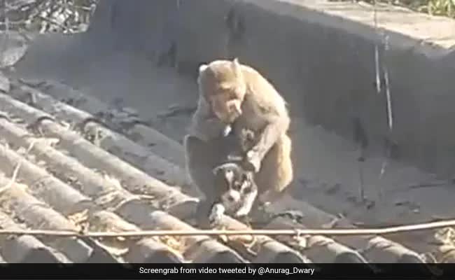 Monkeys causing chaos in the streets