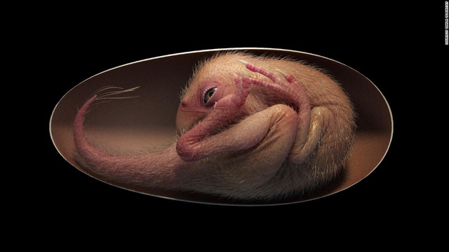 Baby Yingliang dinosaur embryo fossil