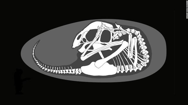 Dinosaur embryo inside fossilized egg