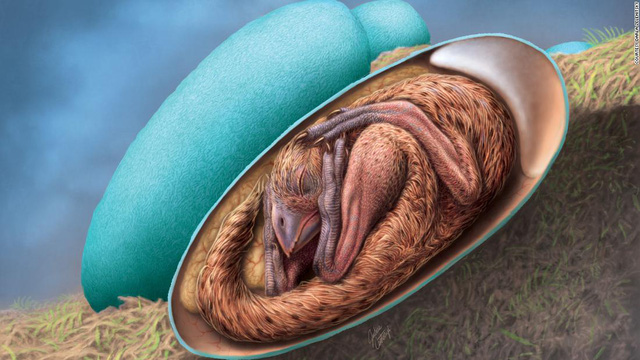 Fossilized dinosaur embryo discovered in Jiangxi province
