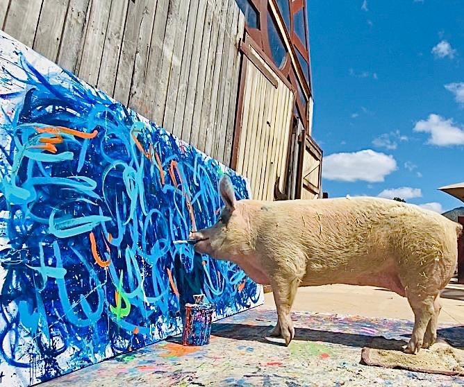 Pig Caso the painting pig causing a stir online