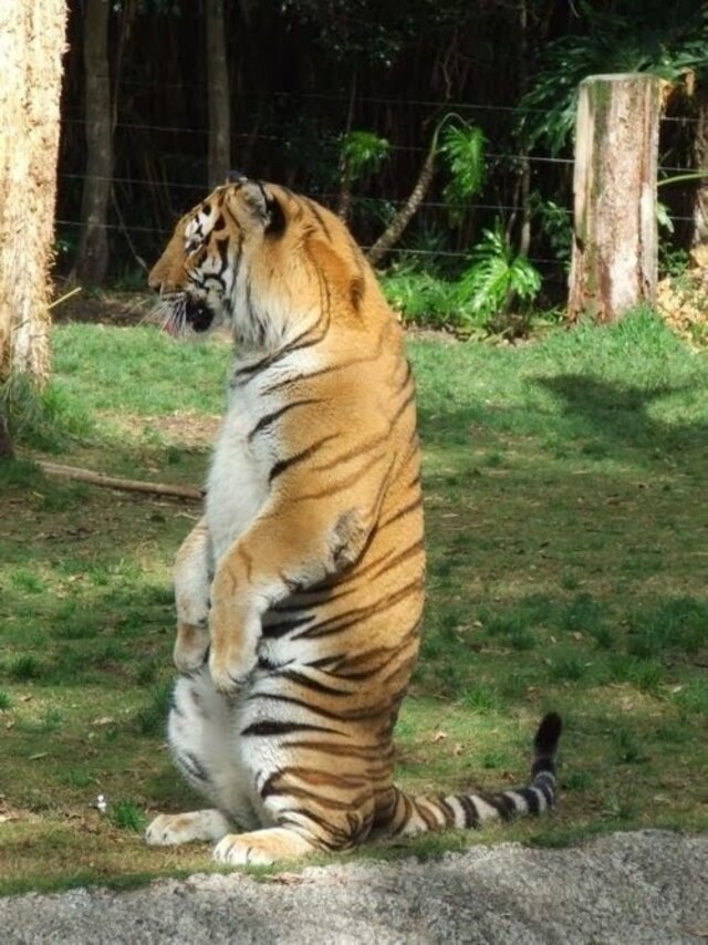 Photo of the tiger causing a stir online