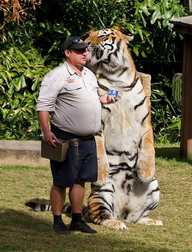 More photos of the tiger going viral online