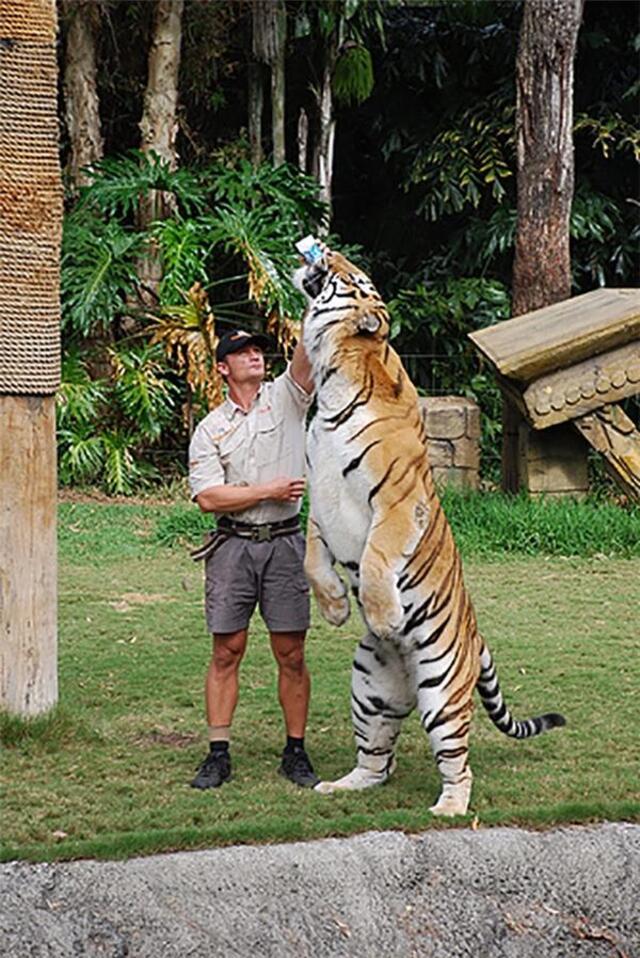 Fresh milk is this tiger’s favorite treat