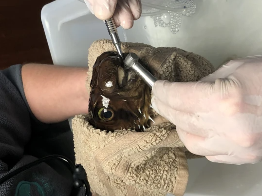 Goldie undergoing surgery