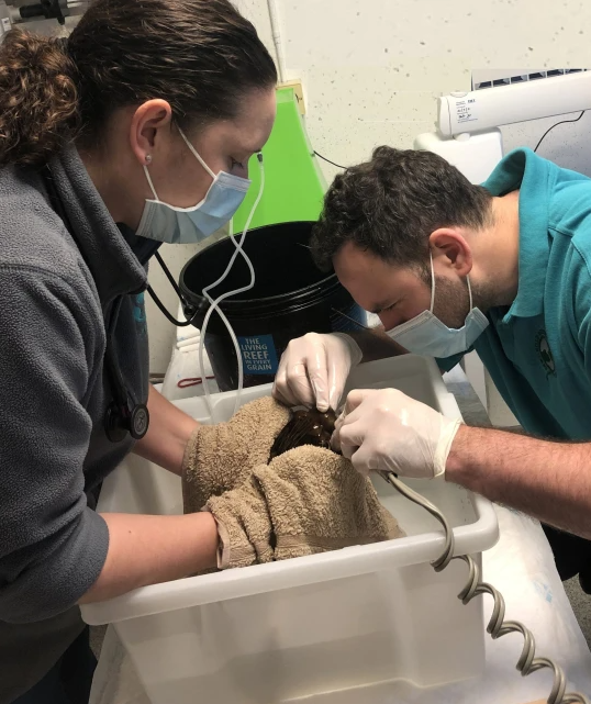 Doctors carefully performing the delicate procedure