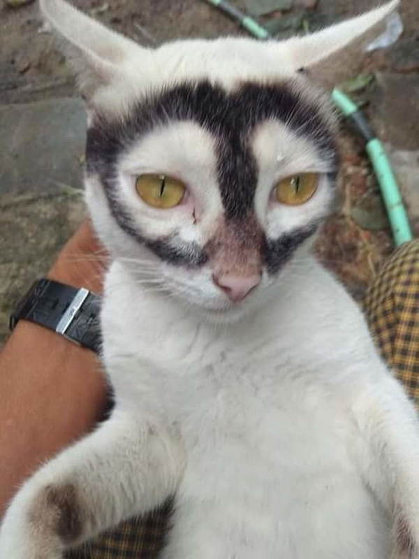 Photo of the cat going viral on social media