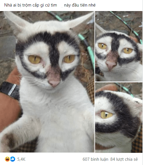 The post about the cat quickly attracted tons of attention