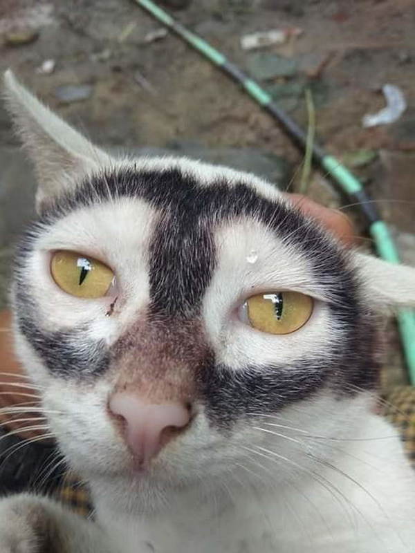 This cat’s unique dark eye circles are totally real