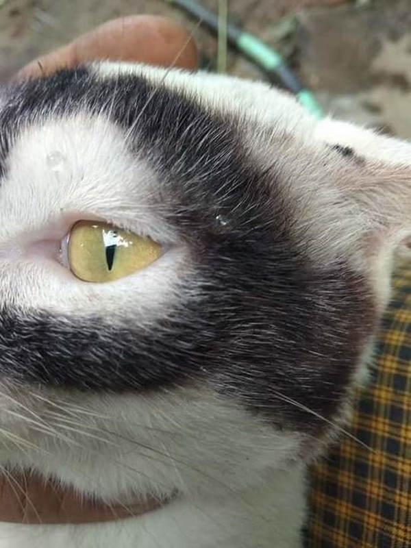 Here’s the feline Batman everyone’s talking about