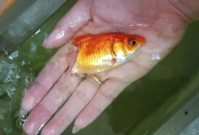 The special goldfish in the story