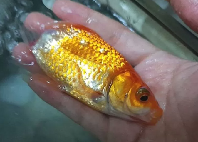 The goldfish's tail almost gone, bones exposed