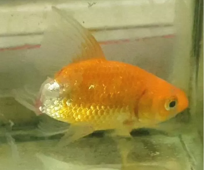 After six months of treatment, the goldfish recovers miraculously