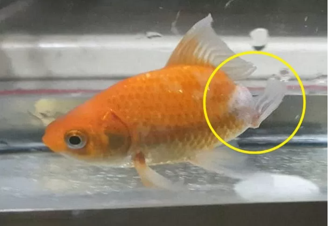 The tail has regrown from the rotted area