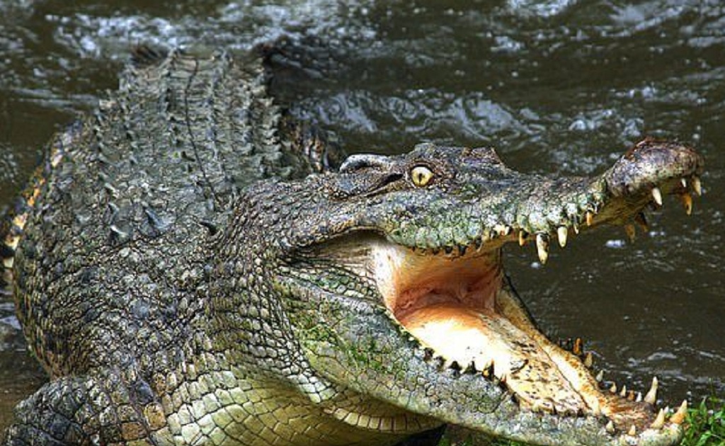 Crocodiles are among the most aggressive animals