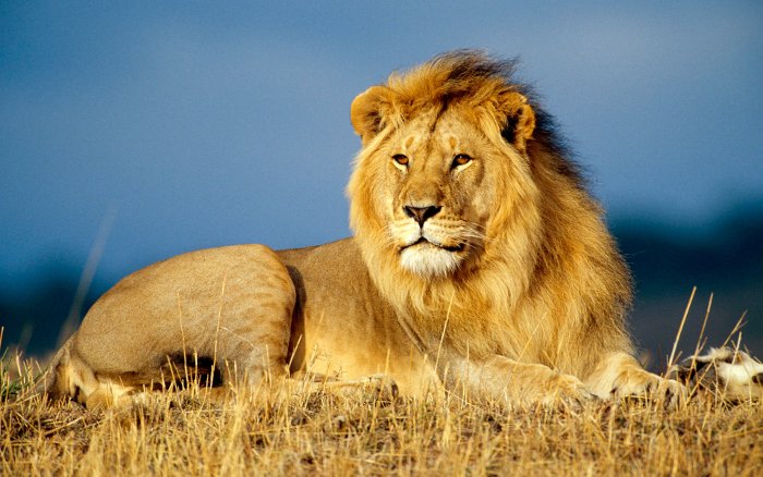 Lions are always among the most fierce and dangerous animals