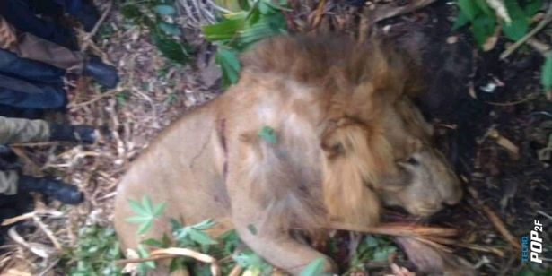The poor lion attacked the wrong person and ended up losing the fight and being skinned