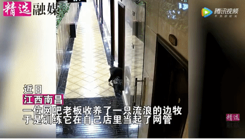 Meet the Gaming Cafe Dog Who Delivers Drinks Like a Pro 3 A work shift of the adorable dog