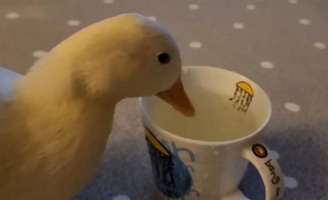 The duck appears indifferent, almost unaware