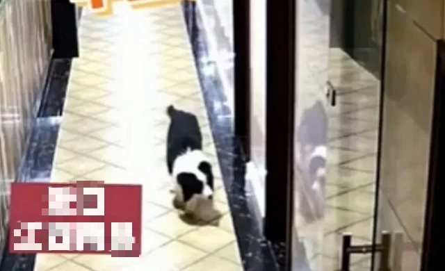 Meet the Gaming Cafe Dog Who Delivers Drinks Like a Pro 1 The dog causing a stir in this story