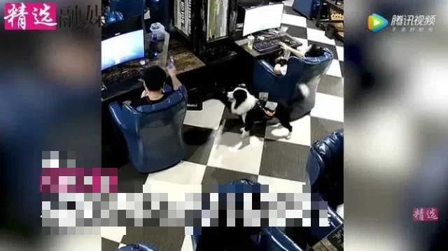 Meet the Gaming Cafe Dog Who Delivers Drinks Like a Pro 2 The dog serving customers at the cafe