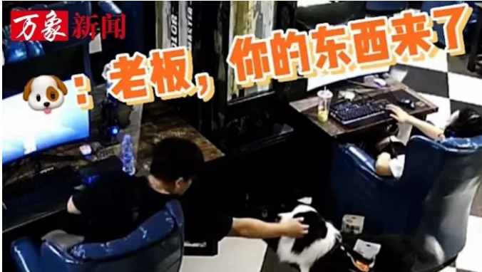 Meet the Gaming Cafe Dog Who Delivers Drinks Like a Pro 5 Customers also adore this little dog