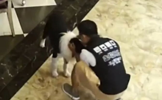 Meet the Gaming Cafe Dog Who Delivers Drinks Like a Pro 4 From the cafe owner