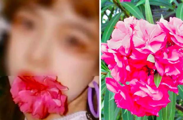 Chinese Blogger Nearly Dies After Posing with Deadly Flower 1 University student nearly dies after biting oleander flower (Photo: SCMP)