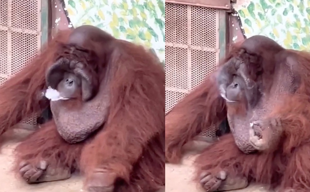 Orangutan smoking a cigarette at Saigon Zoo