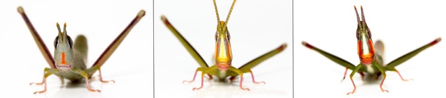 Warramaba virgo (center) and its 'parent species,' W. flavolineata (left) and W. whitei (right).