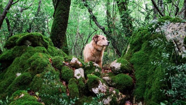 Man and His Dog Walked 45,000 km Around the World 2 Tom Turcich with his dog Savannah