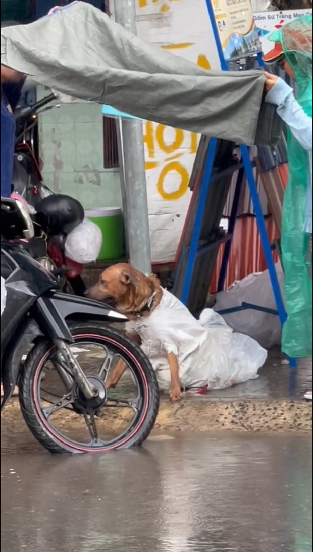 Two Girls Shield Lost Dog from Rain After Thief Drops It 2 The dog dropped by the thief on the road, still wrapped in a bag.
