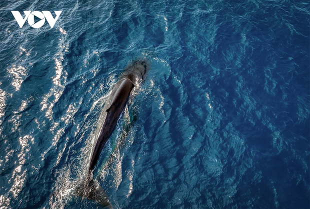 For about three weeks now, a pod of whales has been staying and feeding 1 to 3 nautical miles off the coast near Hòn Trâu - Vũng Bồi, Đề Gi sea area, Phù Cát district, Bình Định province. Many locals and tourists come here to admire and capture the rare sight of whales surfacing to hunt. This is unusual for tropical waters in Vietnam.