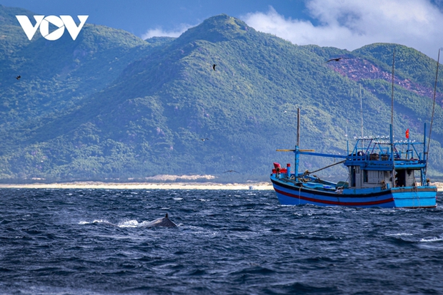 For about three weeks now, a pod of whales has been staying and feeding 1 to 3 nautical miles off the coast near Hòn Trâu - Vũng Bồi, Đề Gi sea area, Phù Cát district, Bình Định province. Many locals and tourists come here to admire and capture the rare sight of whales surfacing to hunt. This is unusual for tropical waters in Vietnam.