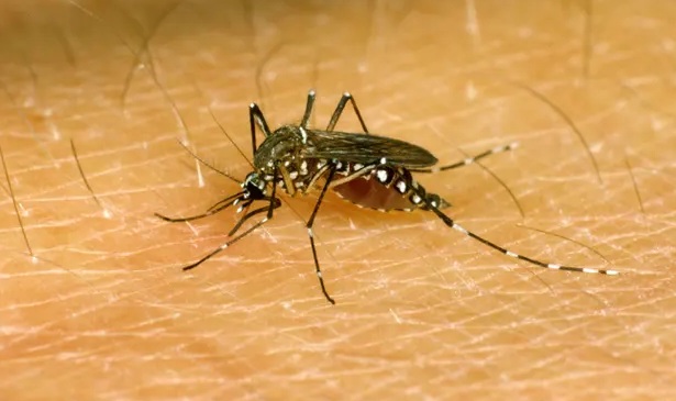 Mosquito close-up on skin