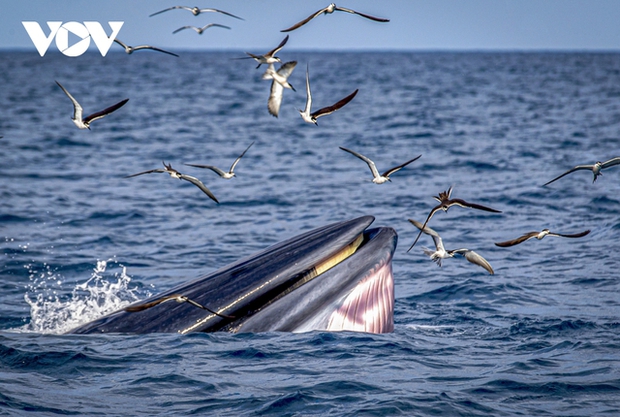 Whales hunt near the shore, chasing and swallowing schools of Giò fish, while hundreds of seagull chicks fly overhead to scavenge.