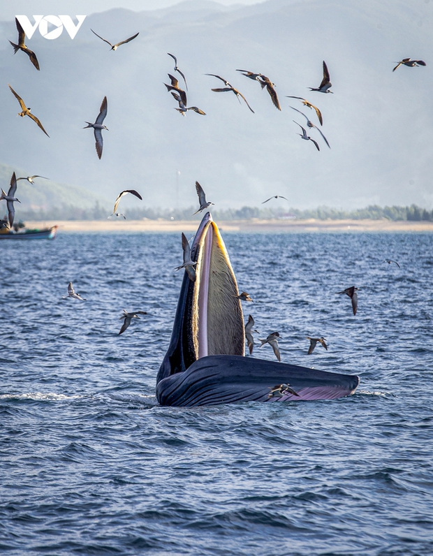 The hunting scene often looks like a giant sailboat towering on the sea surface.