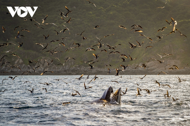 Whales hunting at sunset on Đề Gi sea.