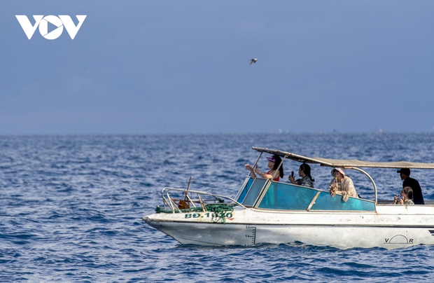 The appearance of the mother whale and her calf has attracted many tourists eager to experience whale watching over the past several days.