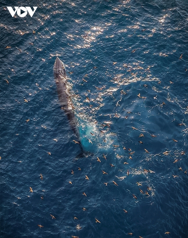 In recent days, at dawn and sunset, hundreds of seagulls fly following the whales' movement, swooping in to steal fish, especially when whales open their mouths to hunt, creating a magical natural moment in central Vietnam's seas.