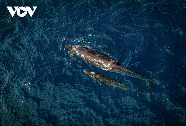 Local fishermen think these are blue whales, but experts confirm they are Bryde's whales. Recently, two whales have been swimming about 500 meters from shore hunting. The adult whale is over 15 meters long, while the calf measures 5 to 7 meters.