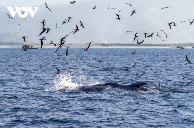 Back in late June of the lunar calendar, many visitors witnessed whale pods hunting in this sea area. Locals say whales also appear here during anchovy and sardine seasons near the shore.