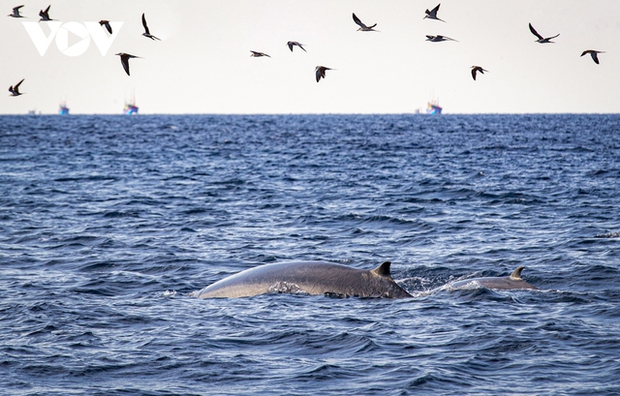A mother whale and her calf swim side by side hunting fish in the sea.