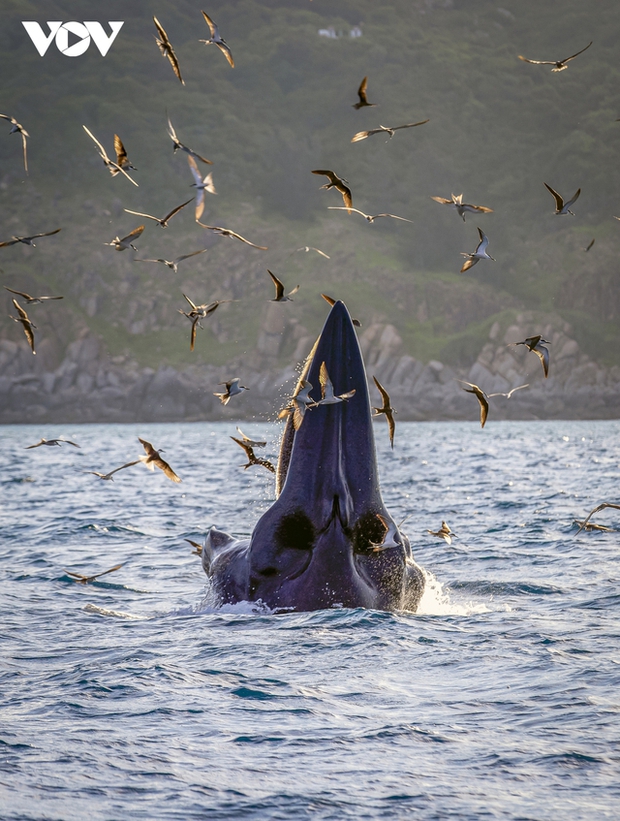 A mother whale and her calf swim side by side hunting fish in the sea.