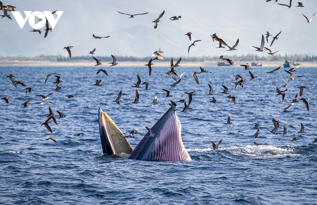 Whales mainly follow migrating food sources like small baitfish such as anchovies, sardines, krill, and plankton.