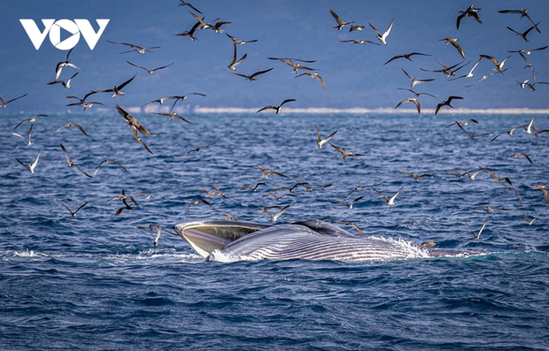 After each feeding, the whales roll and twist on the water's surface.
